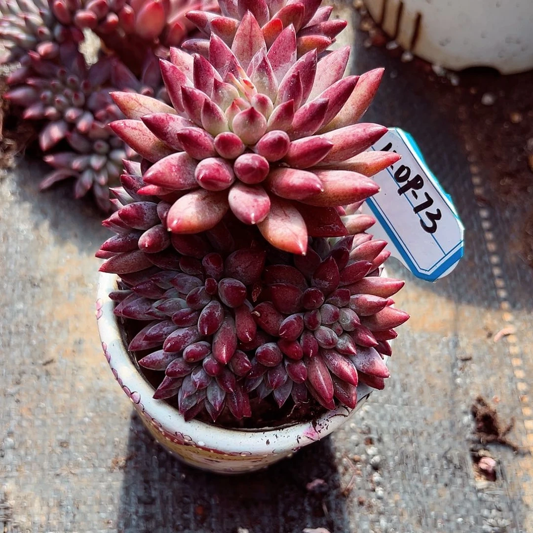 1109-73虞美人树（有黑皮）