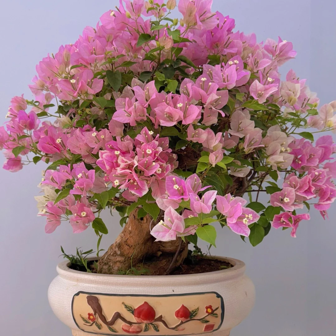 蔓时光三角梅花卉