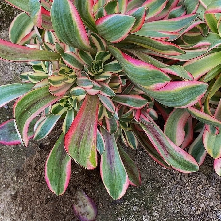 多肉巫毒超白490多肉