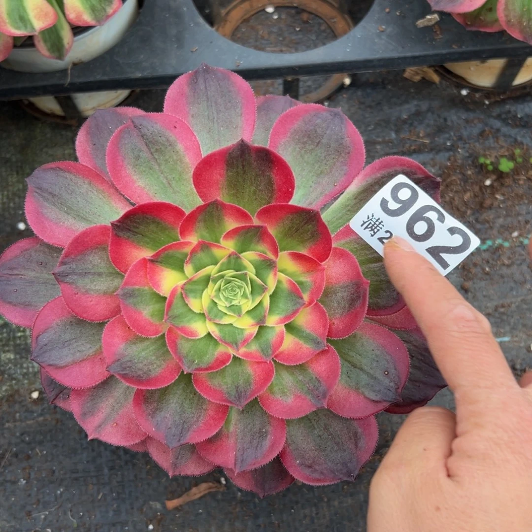 多肉植物962脱土的