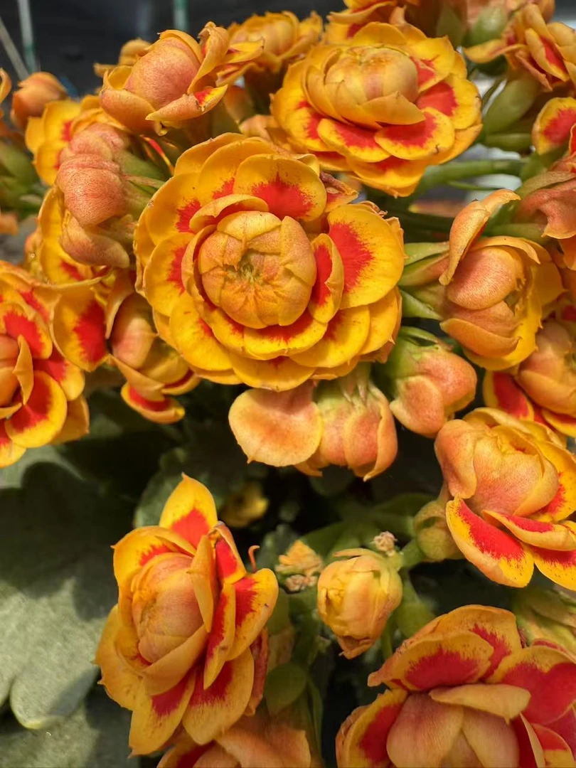 洛桑～黄橙超级大花