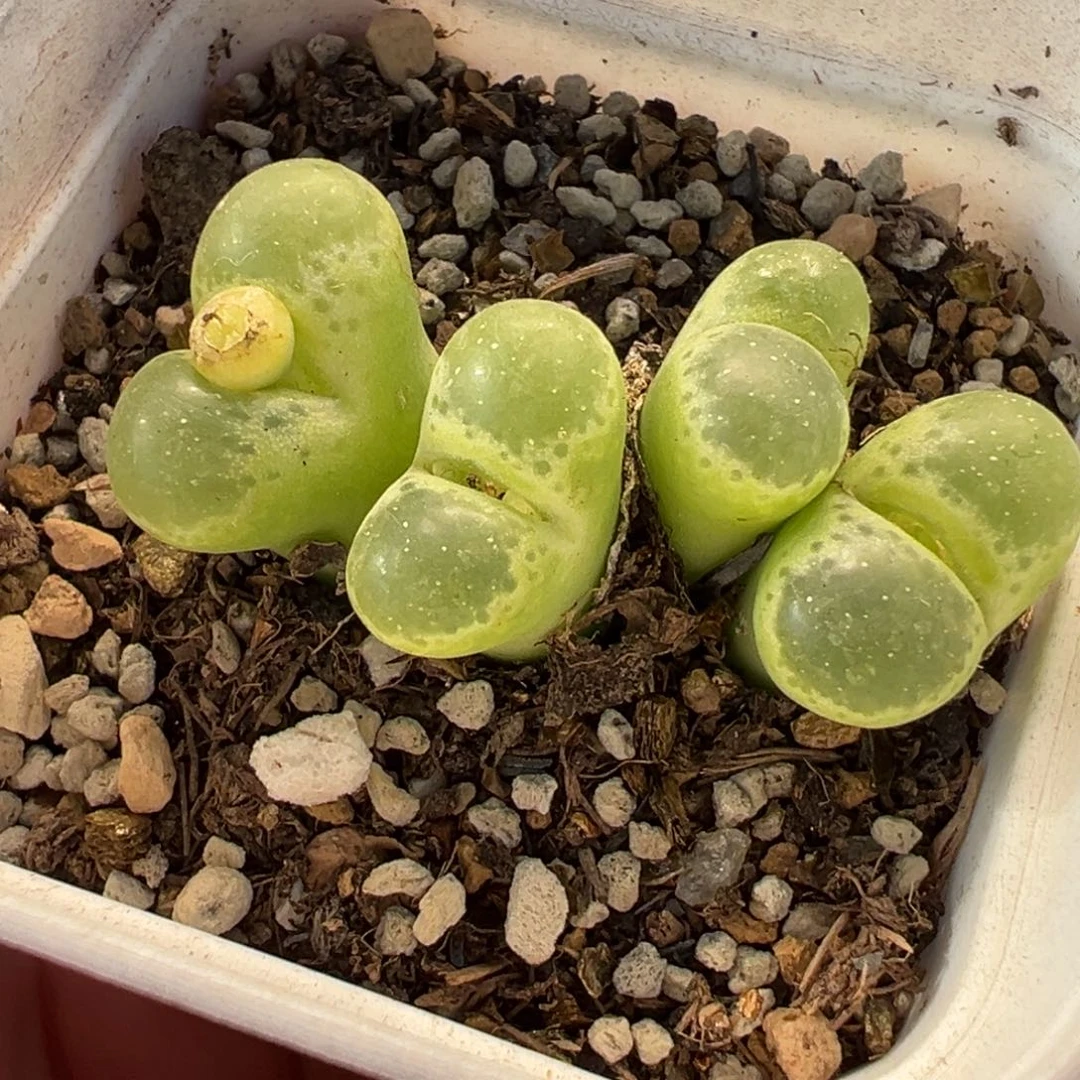 652多肉植物种类和