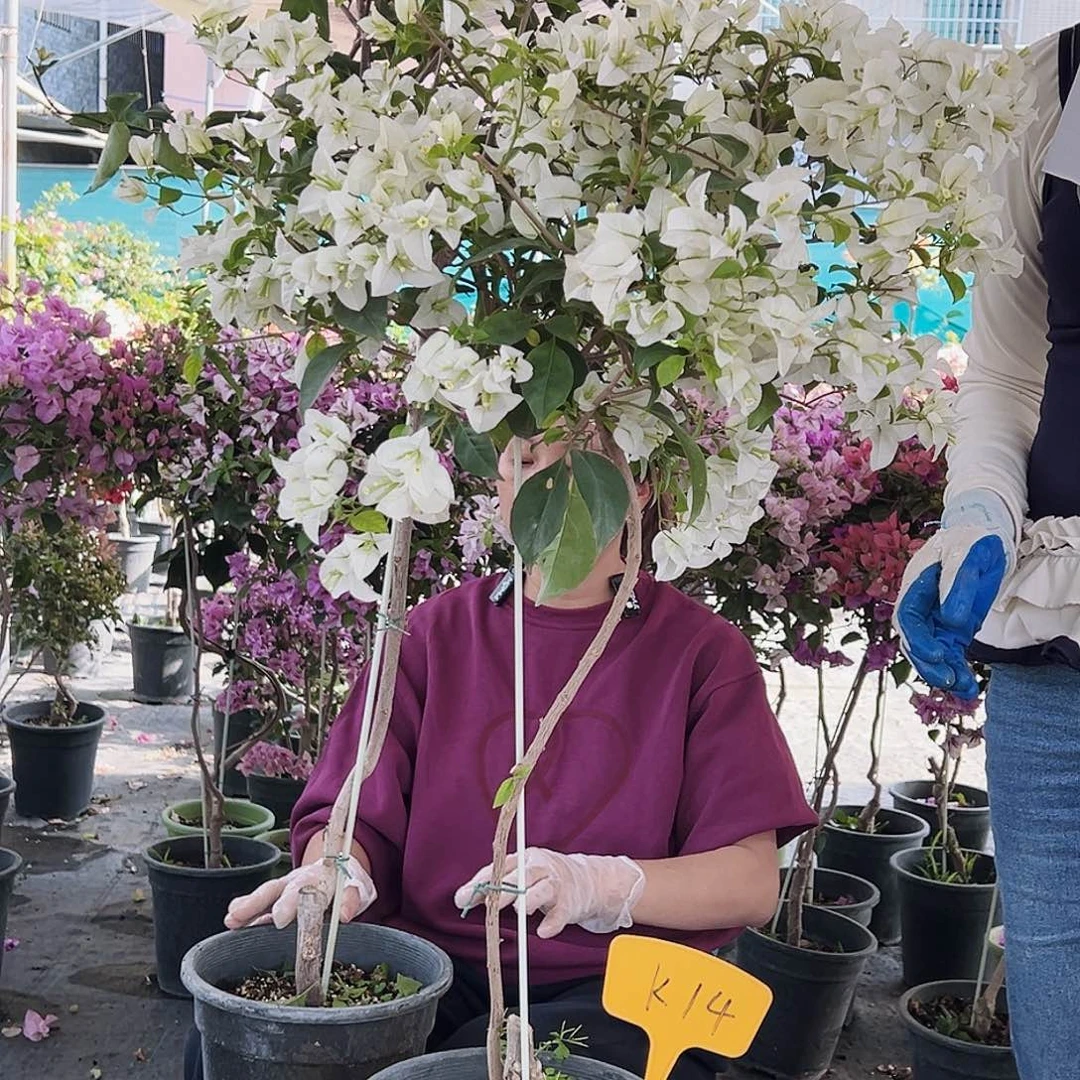 马***冻大部分花苞少量开放K14白雪公主