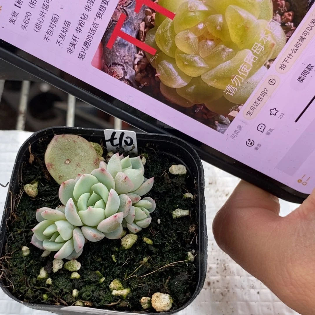 标签139黄甜心t10一个多肉