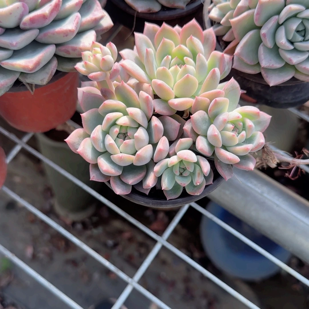 无花朵90霜花群生