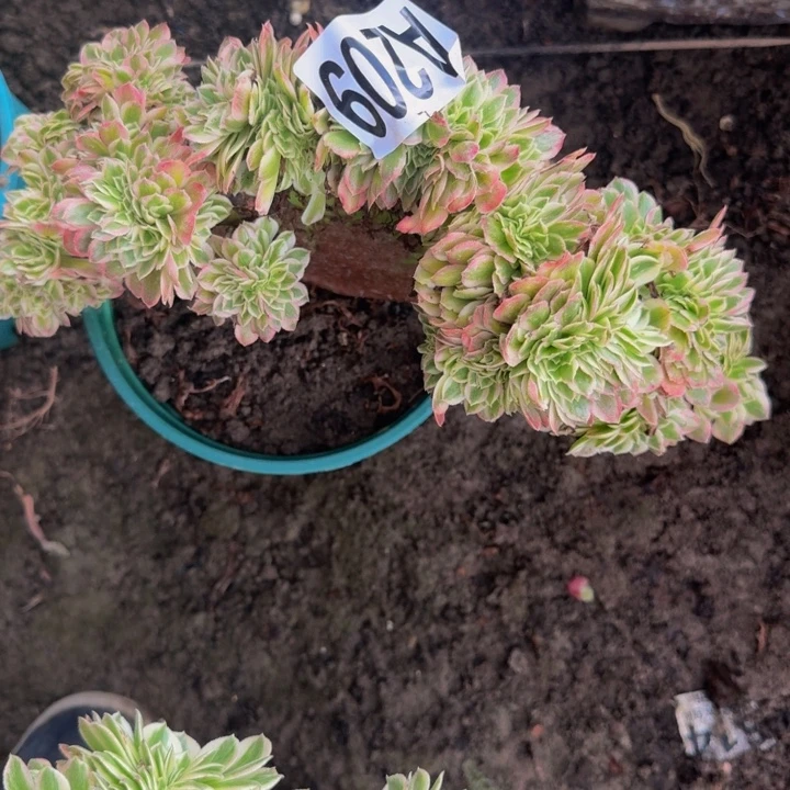 荔枝花花30-28包邮花花