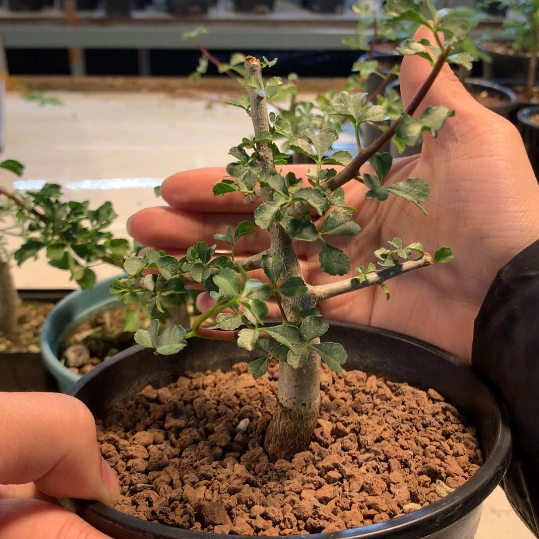 萇好望角实生小苗