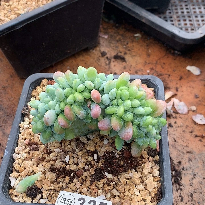 洛神缀化 多肉植物 9.23号左右发货