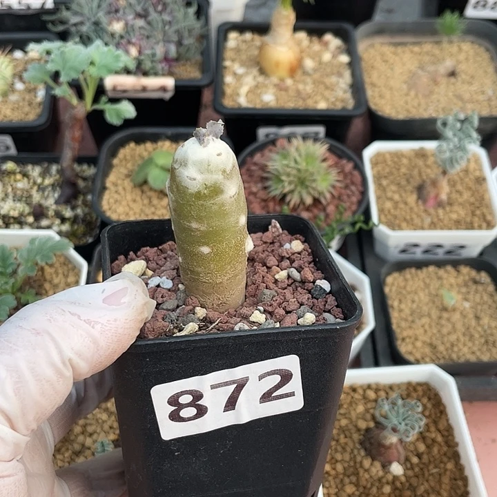 872雪露厚墩菊块根