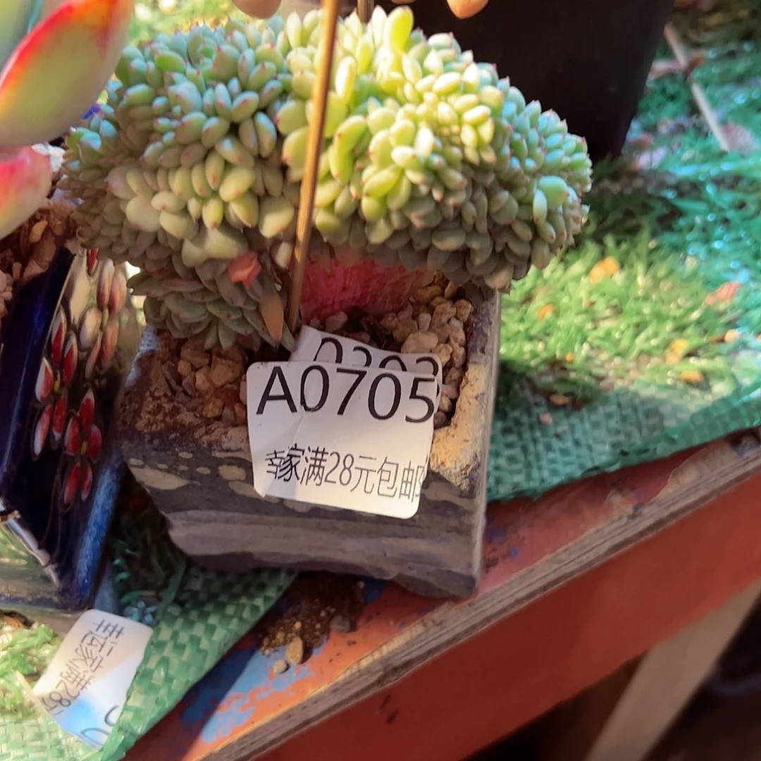 小**乖幸运的是我的朋友