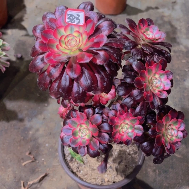 一物一拍法师多肉383