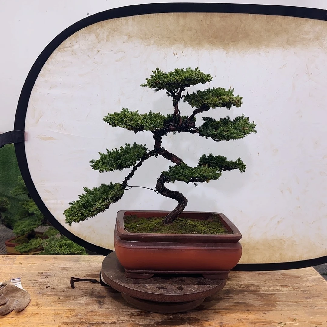 小*盆景盆景盆景盆景