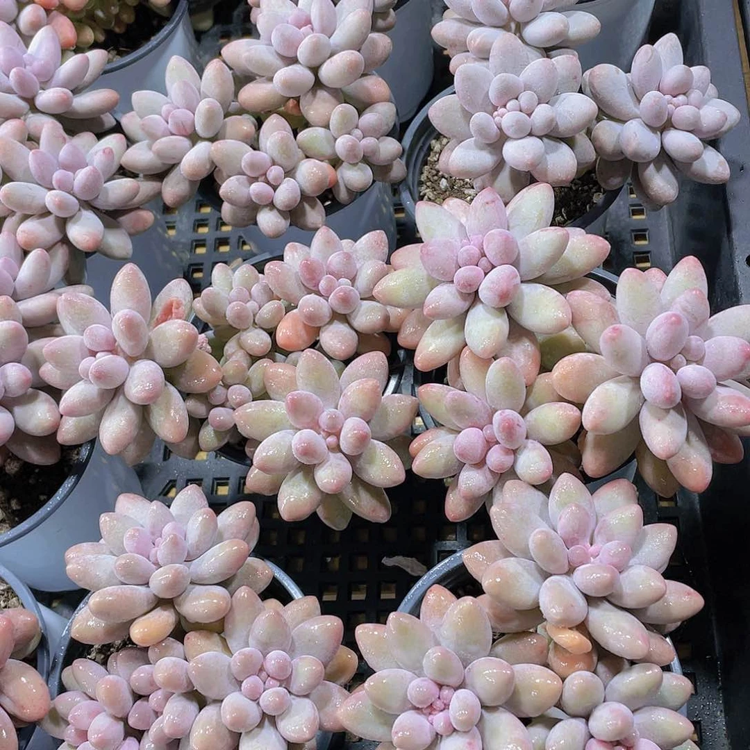 量拍118号 汤圆大群生一个