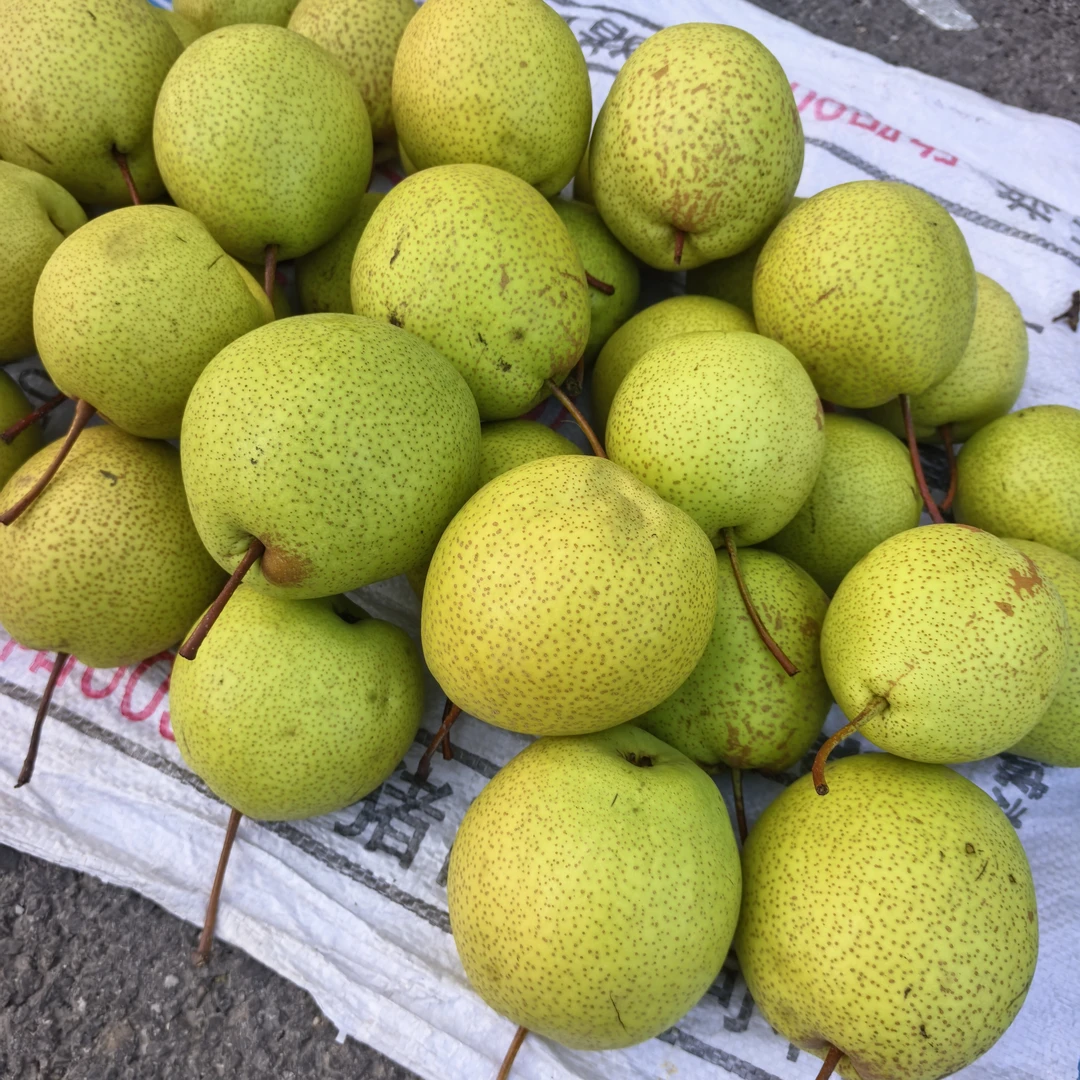 池梨精品特大果新鲜美味