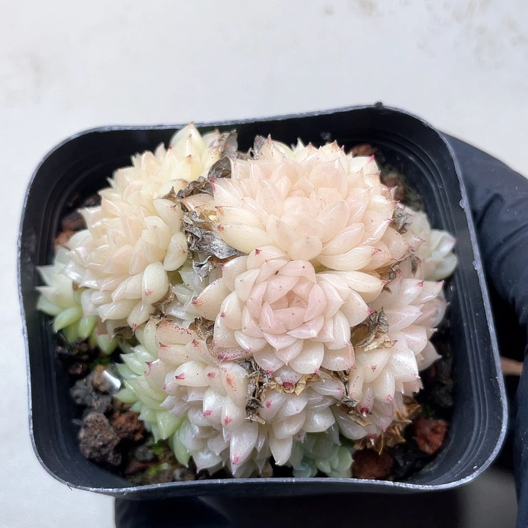 优选麦秆福利9345