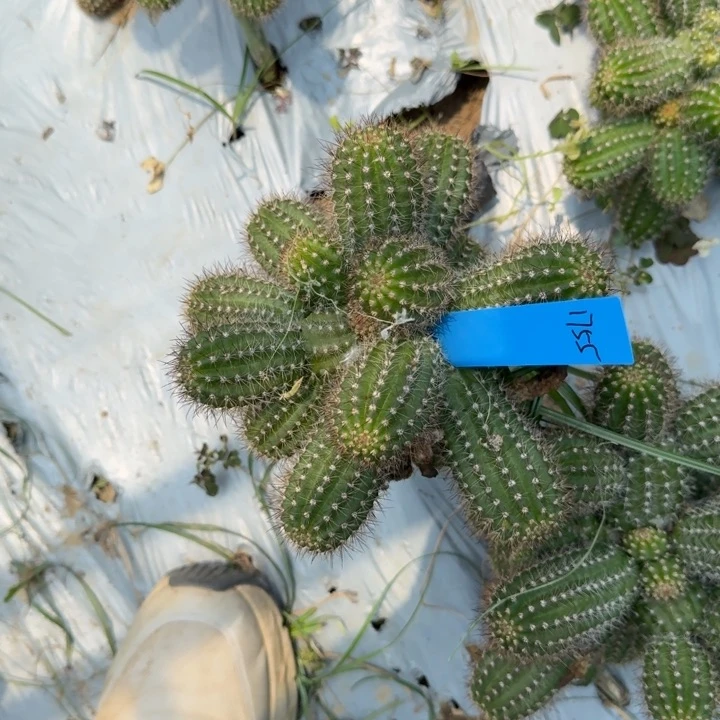 白檀仙人掌397白檀1755