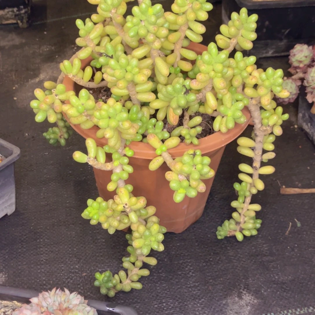 大****爹友家多肉一物一拍