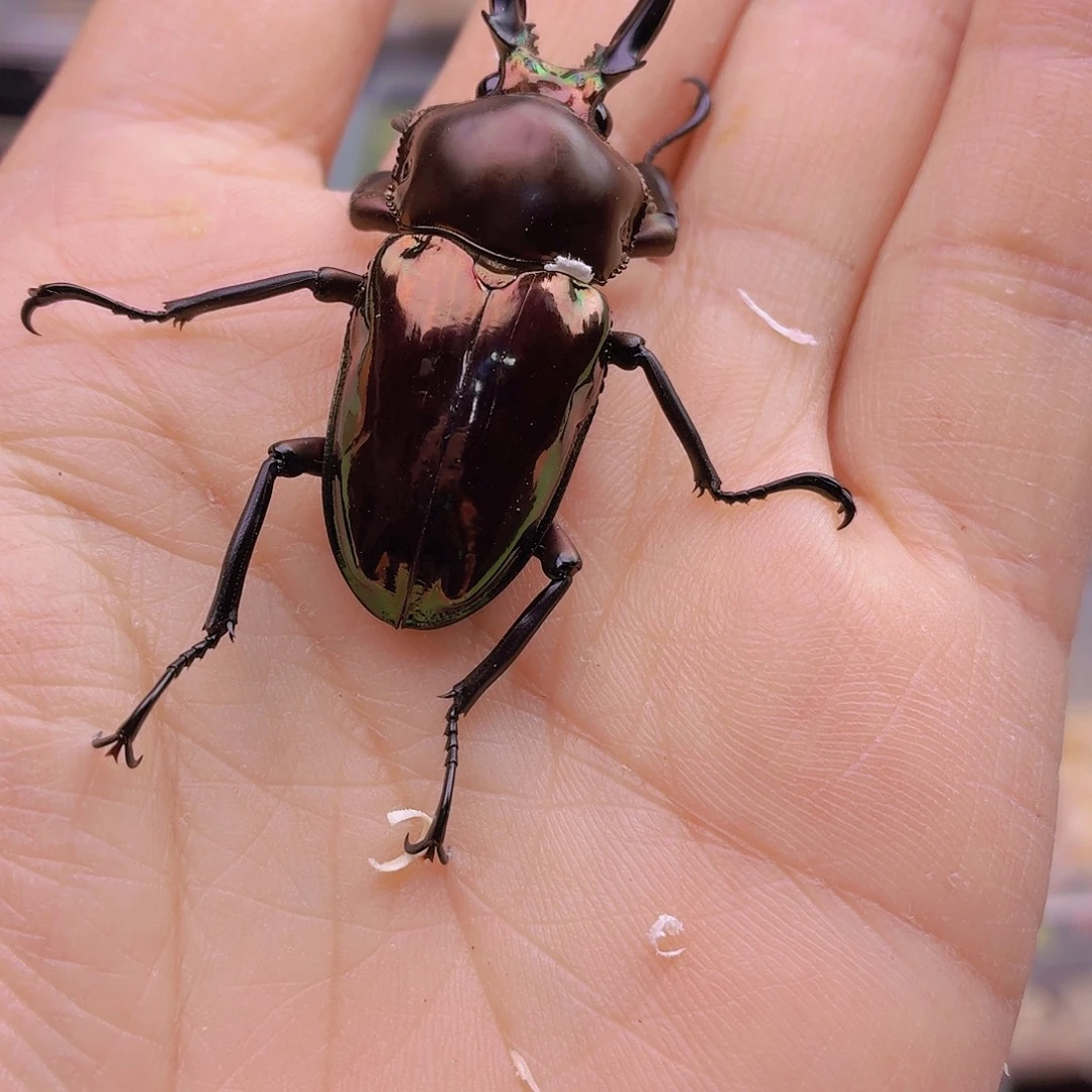 王****香槟金色彩虹短牙包邮包活