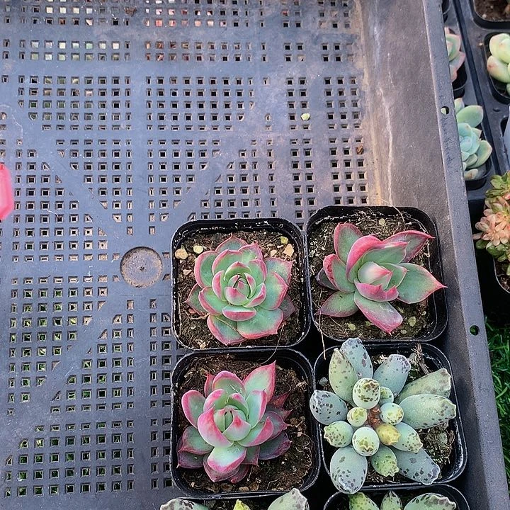 喵*咪A138惊鸿仙子多肉