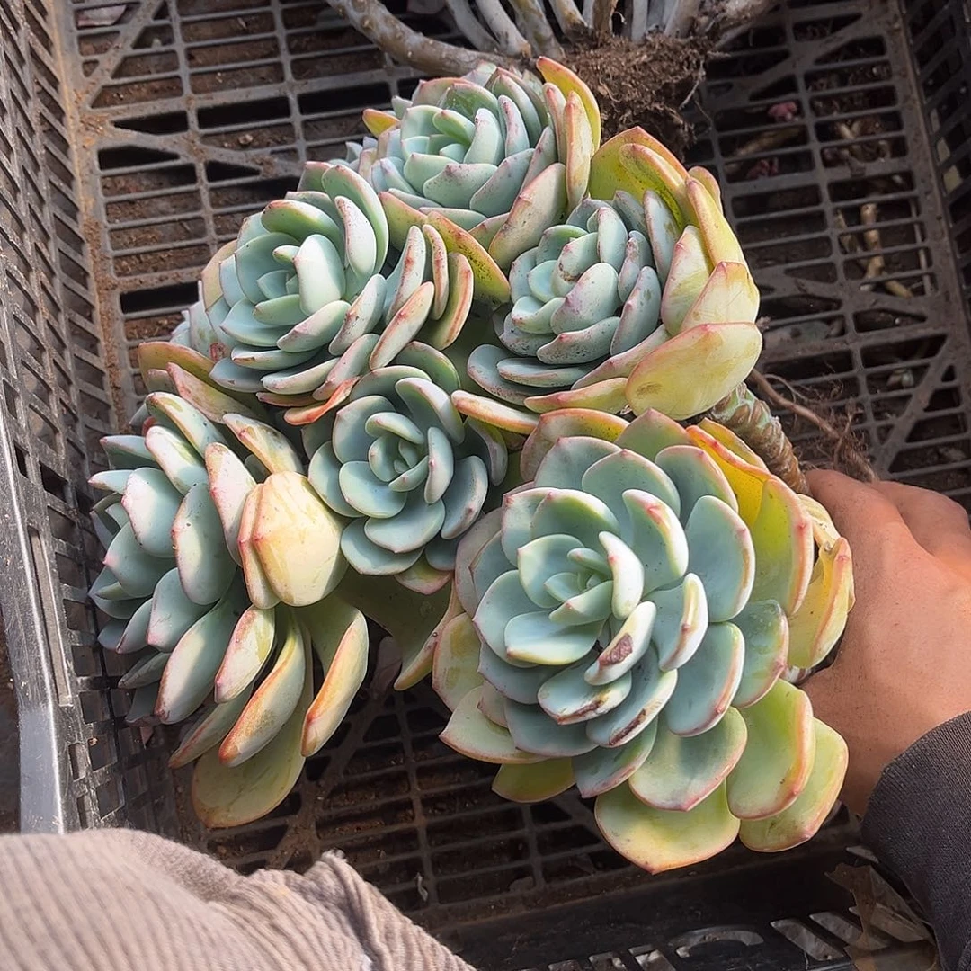 三***)白月光有虫14.99多肉植物