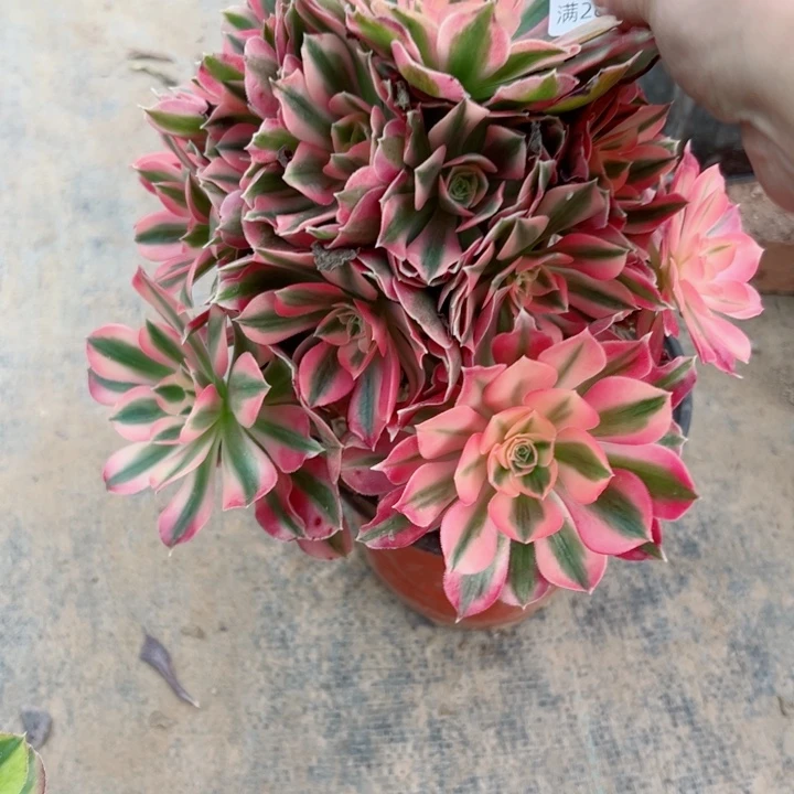 539女巫多肉植物的