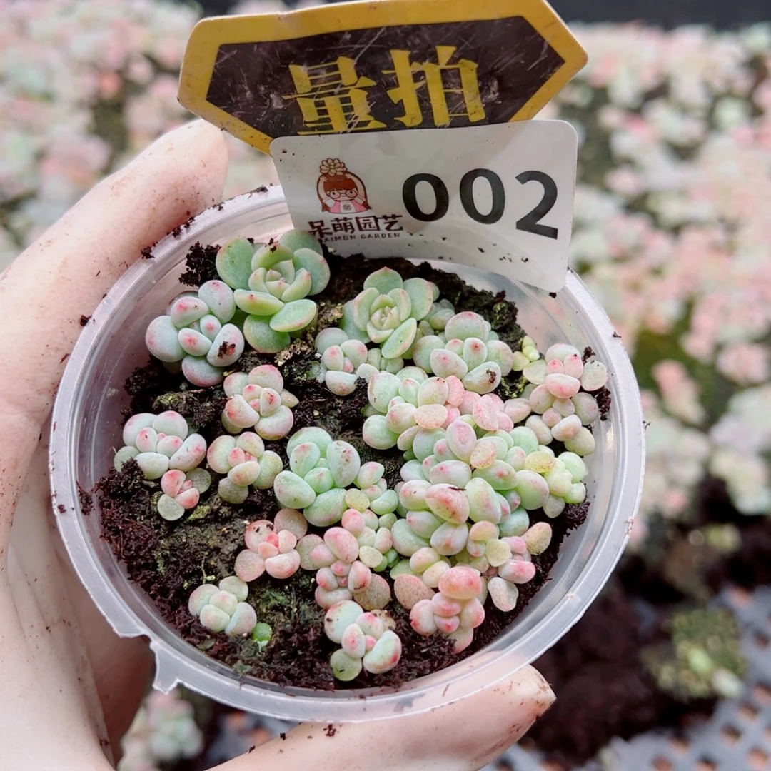 多肉植物多肉植物