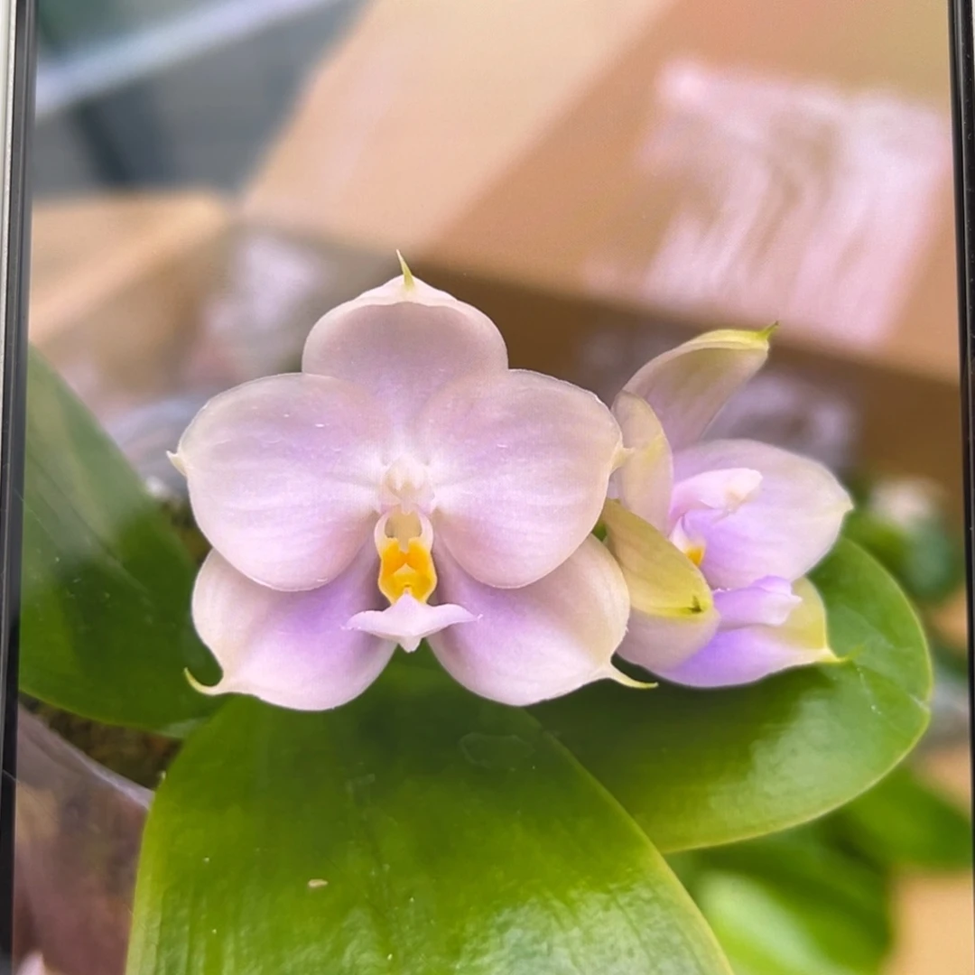 无花朵2.5寸紫珍珠苗