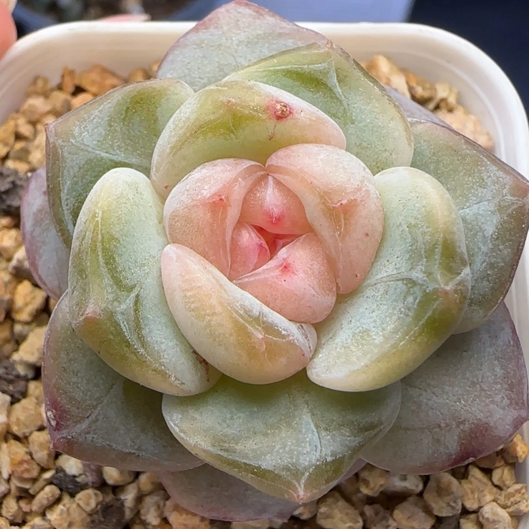 【满29包邮非偏远】292