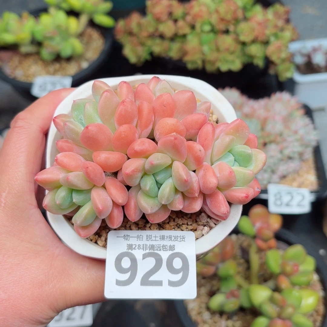芙丽朵无盆土发货
