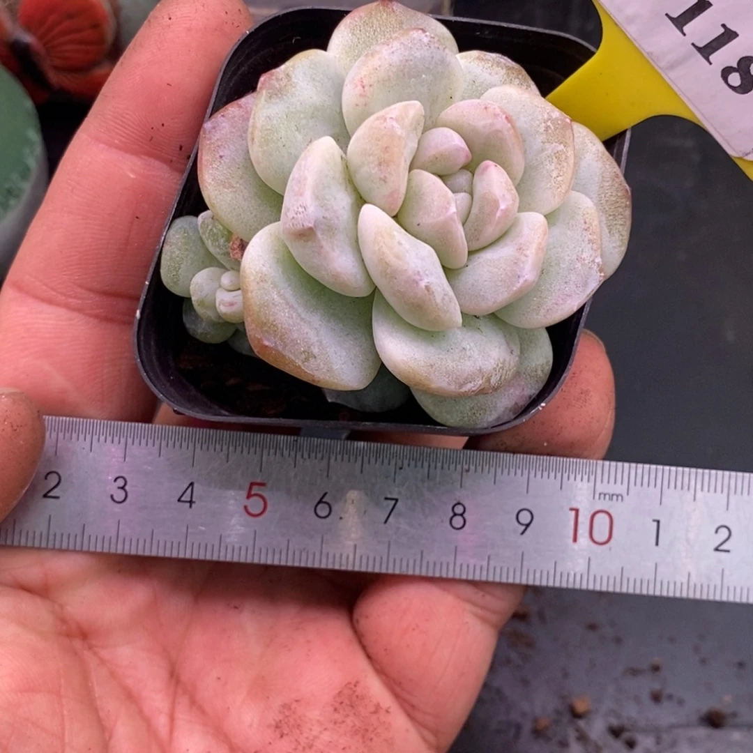 9118冰玉石化双头福利