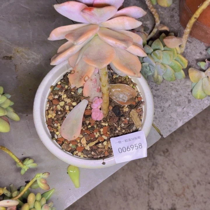 元***1多肉一物一拍6958