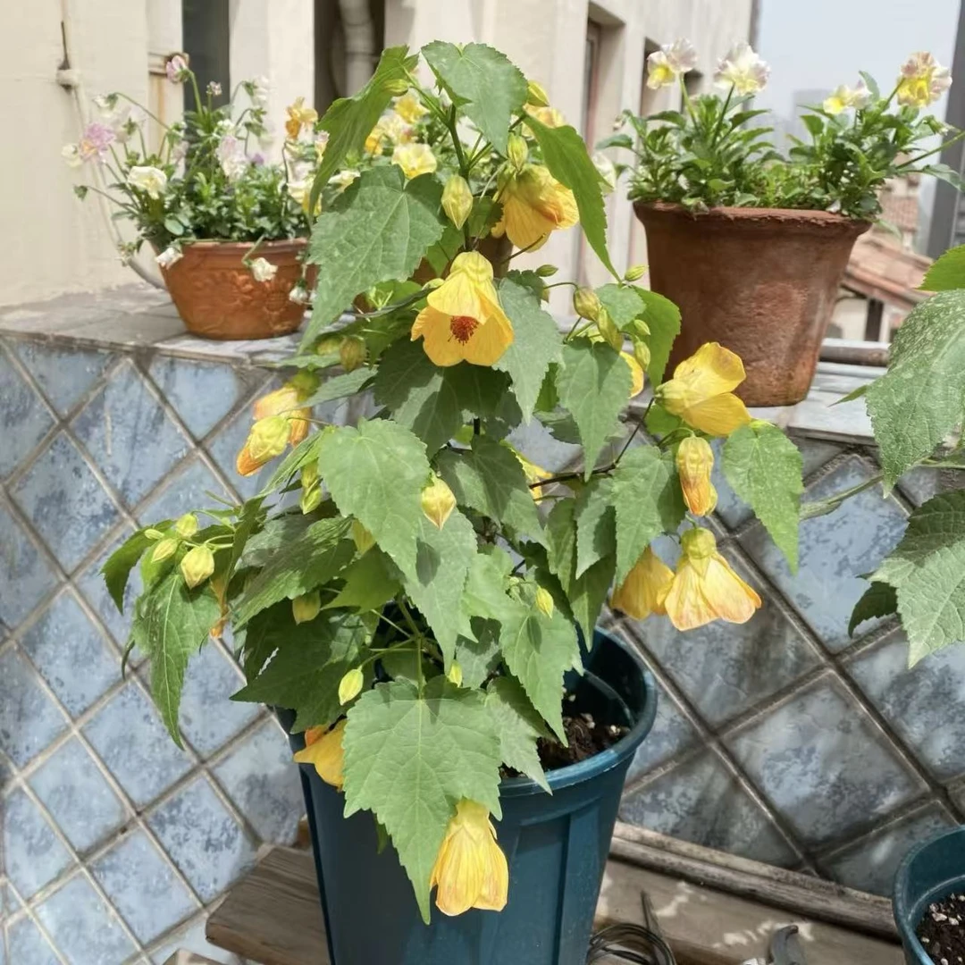 黄色芙蓉花盆栽庭院阳台耐热耐晒花卉新手易养护