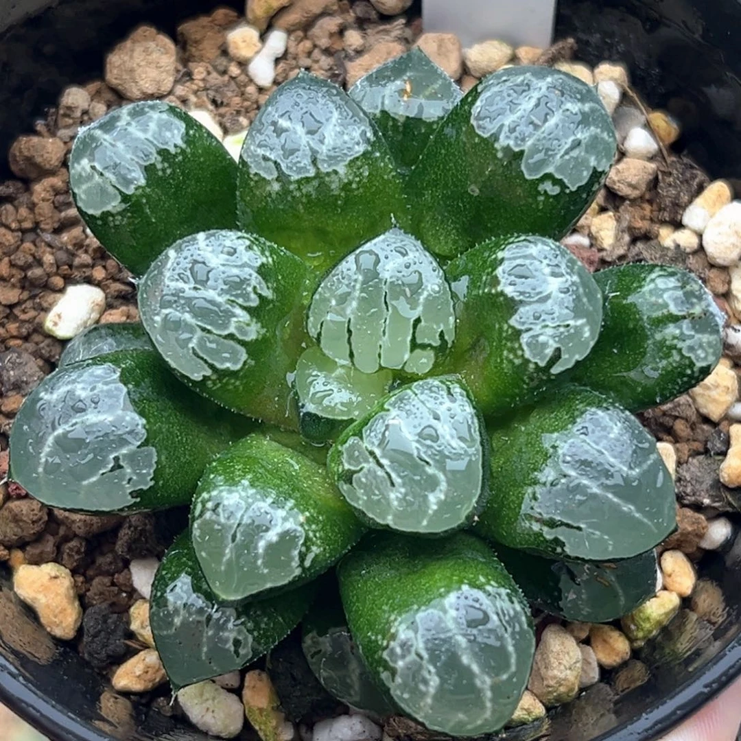 73实生寿十二卷多肉