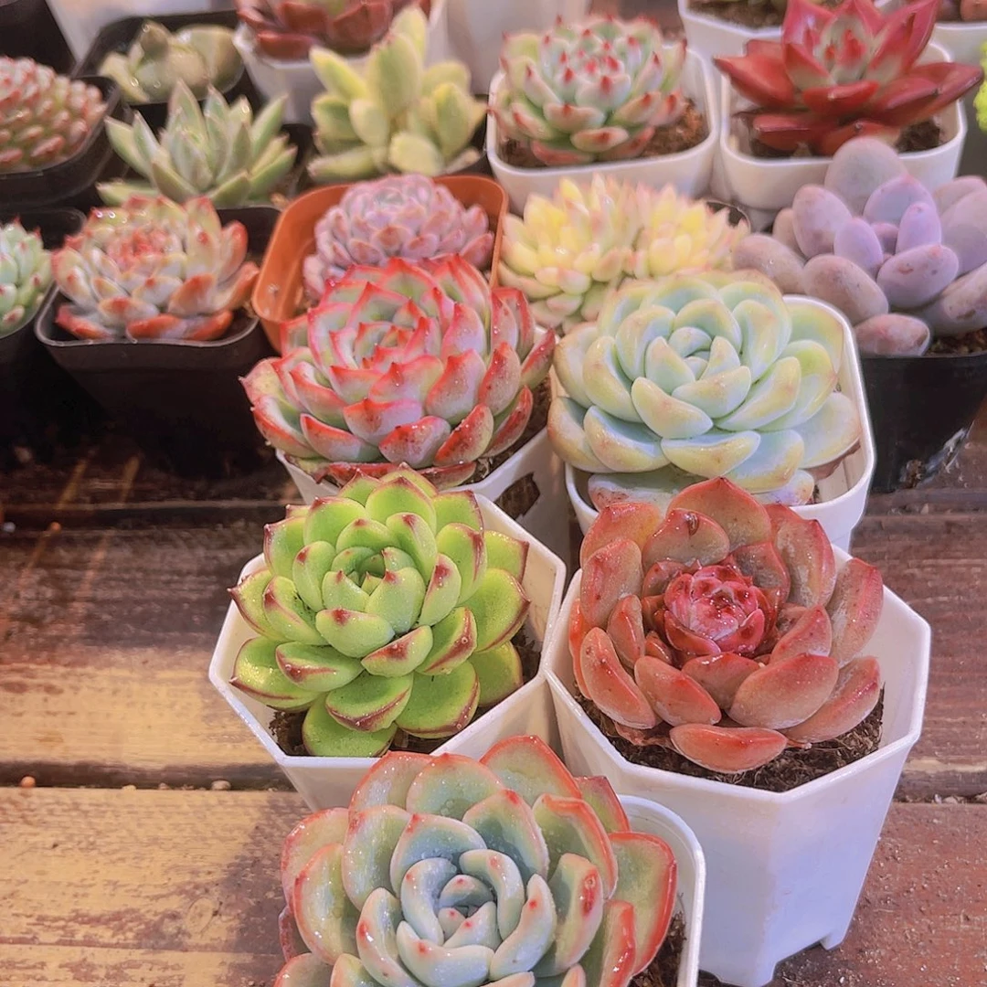 侧影➕冰玉单➕溏心➕月亮石➕泡芙