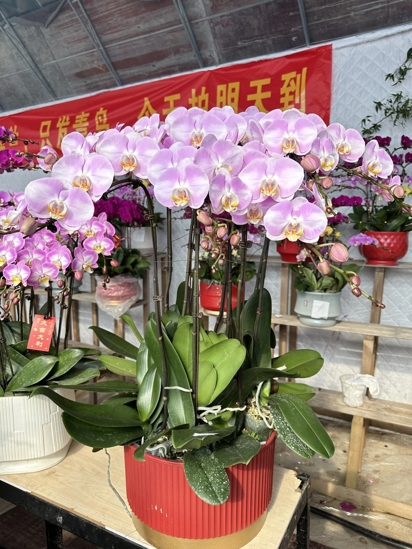 明星蝴蝶兰盆栽盆景带花剑四季开花