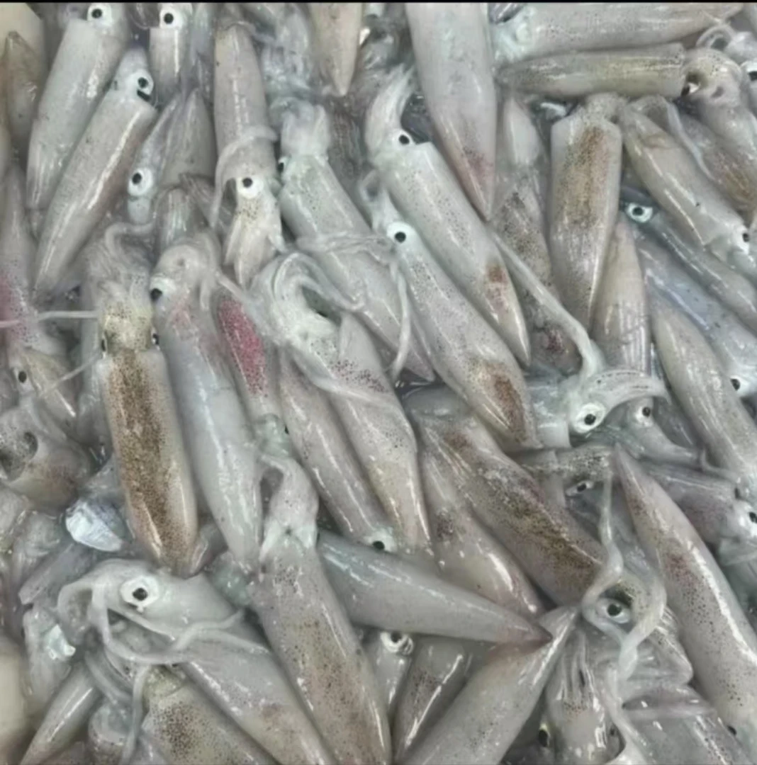 海捕灯光鱿鱼--顺丰冰鲜发货