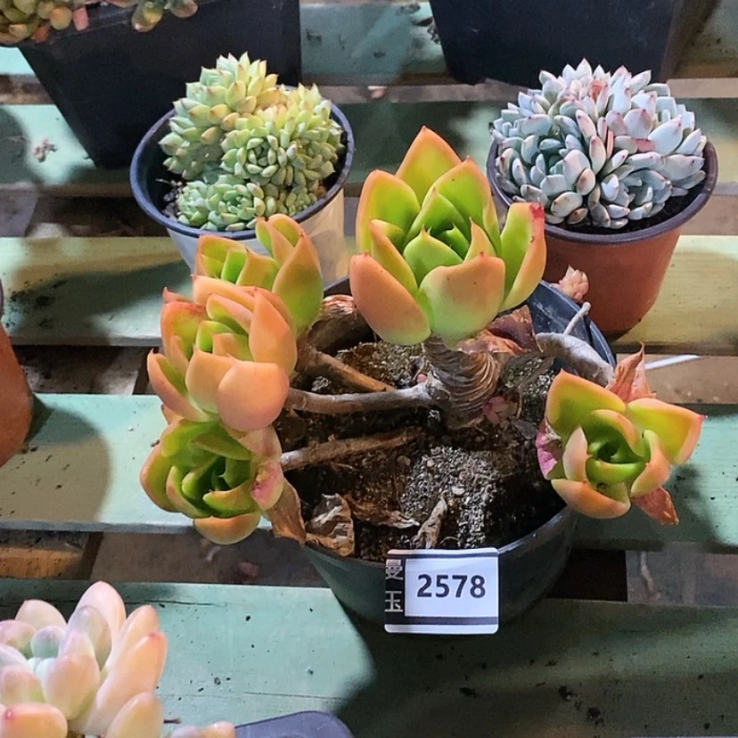 【闪购商品】腾云2578