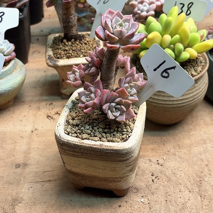 多肉植物，红粉佳人16号