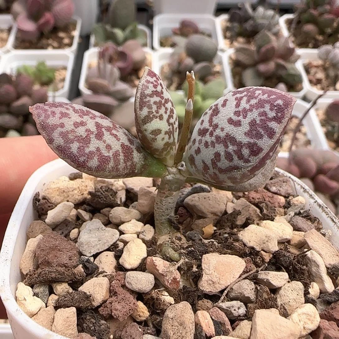 超级紫马蛋多肉植物