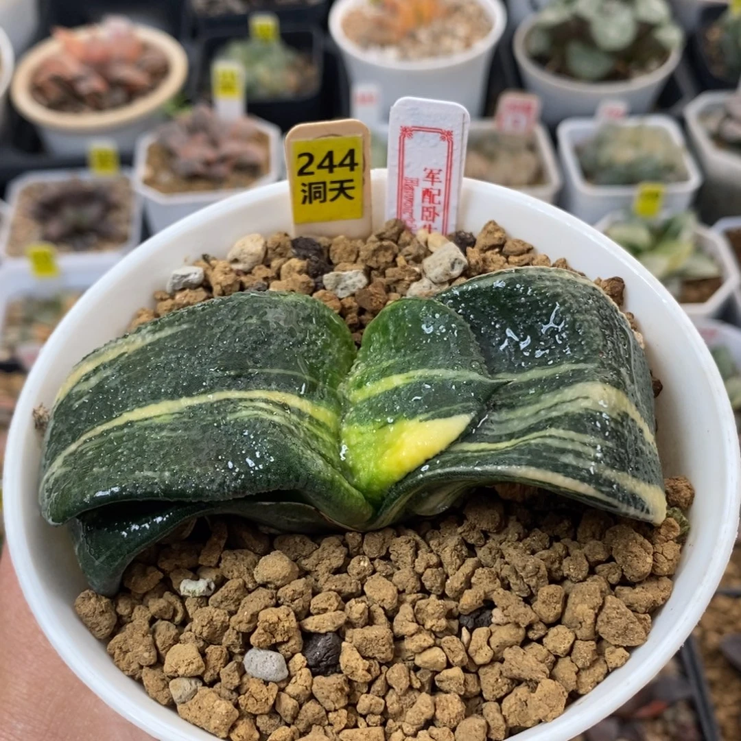 244实生卧牛锦，，，，