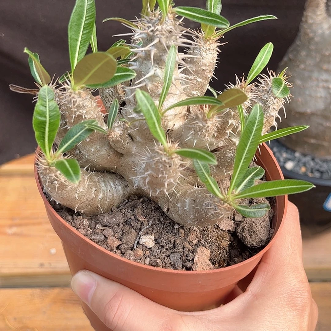潮流植物连座棒槌群，漏