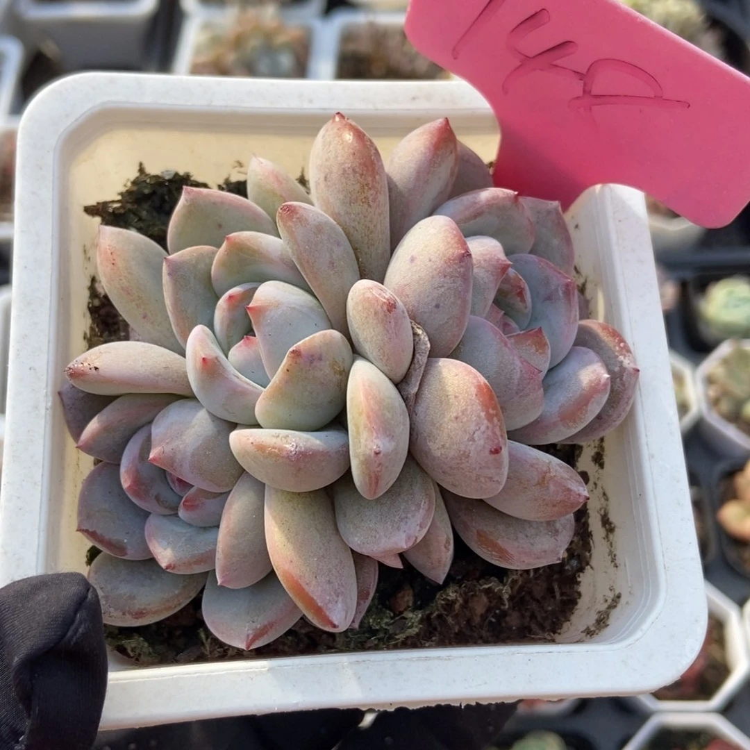 148石榴籽多肉植物保护