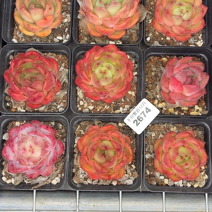 阿雅园艺。       2674九颗