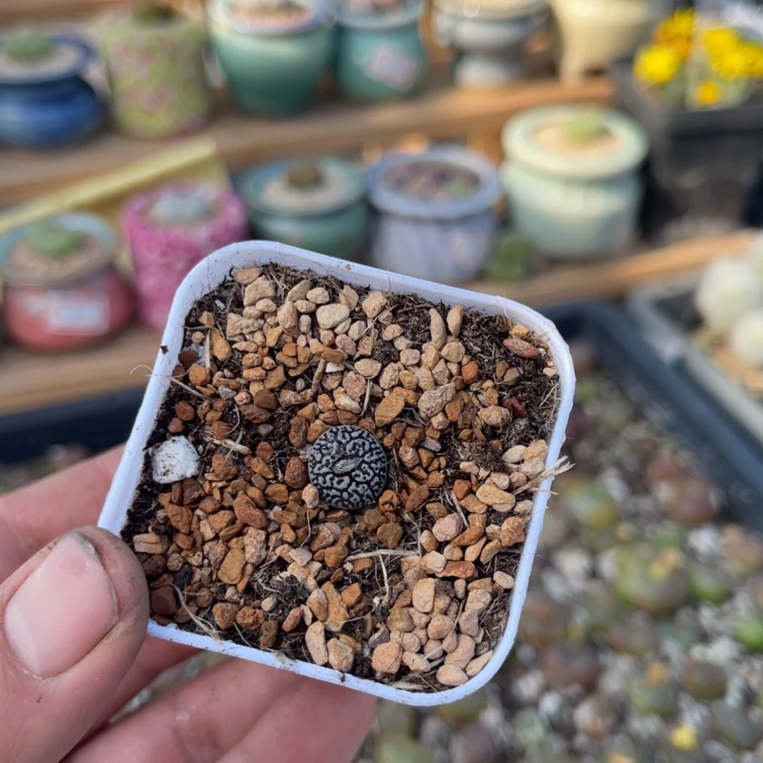 多肉植物一物一拍12