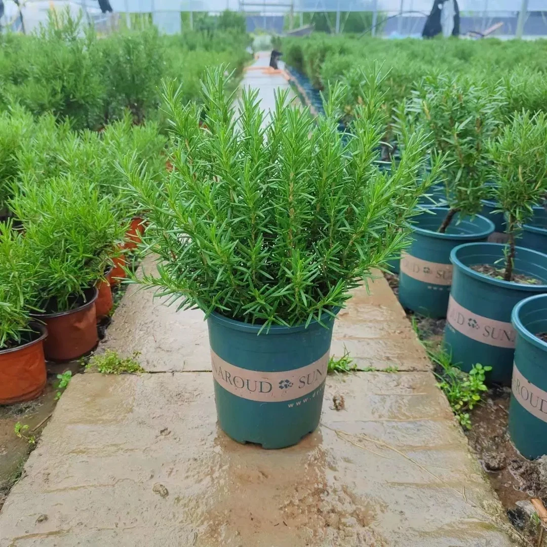 迷迭香盆栽牛排可食用驱蚊植物薄荷苗花卉绿植物室内煎牛排好养活