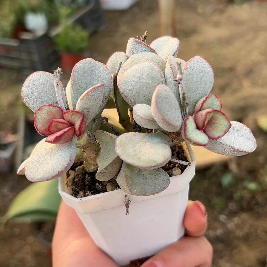 多肉植物春彩水泡