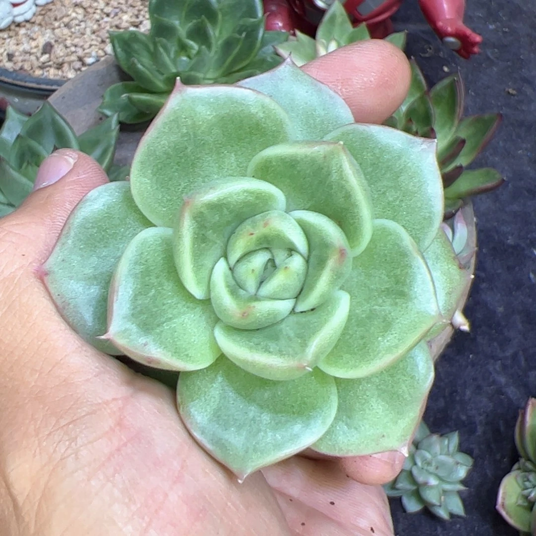 代***～多肉植物，多肉植物