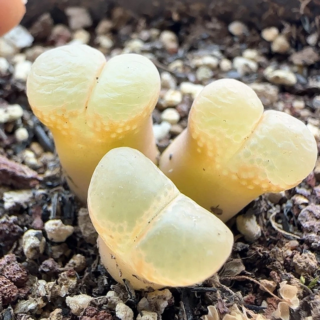 28包邮脱土发货25780