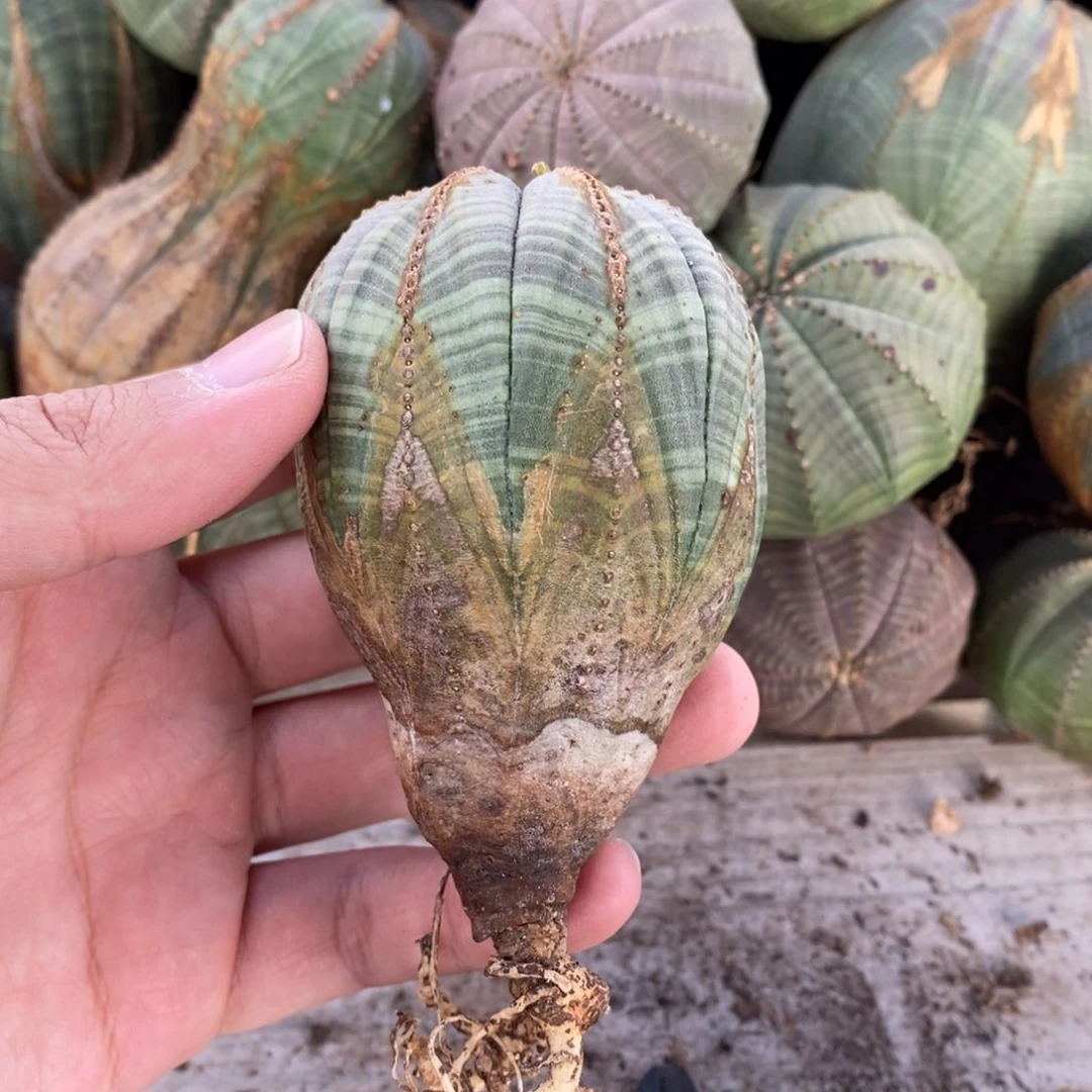 5 欧系实生布纹球多肉植物