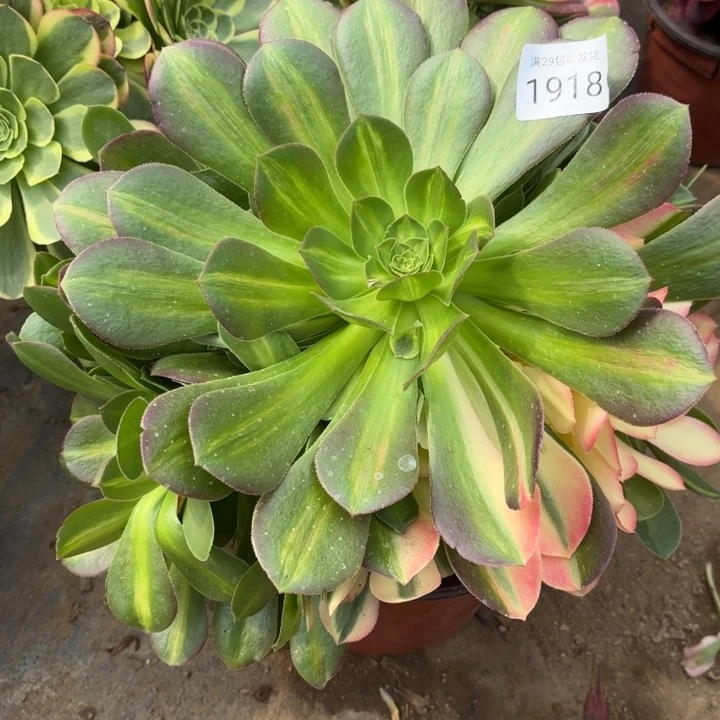 妖月七彩中班阴阳多肉1918